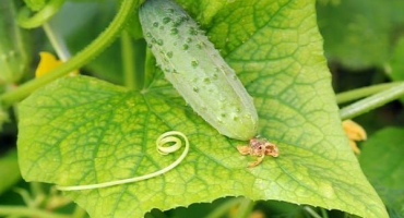 Příčiny, typy a léčba chlorózy listů okurky